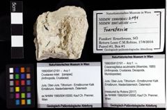 Foto (Objket + Etiketten) von Cracensigillatus acutirostris (Moericke, 1889) 